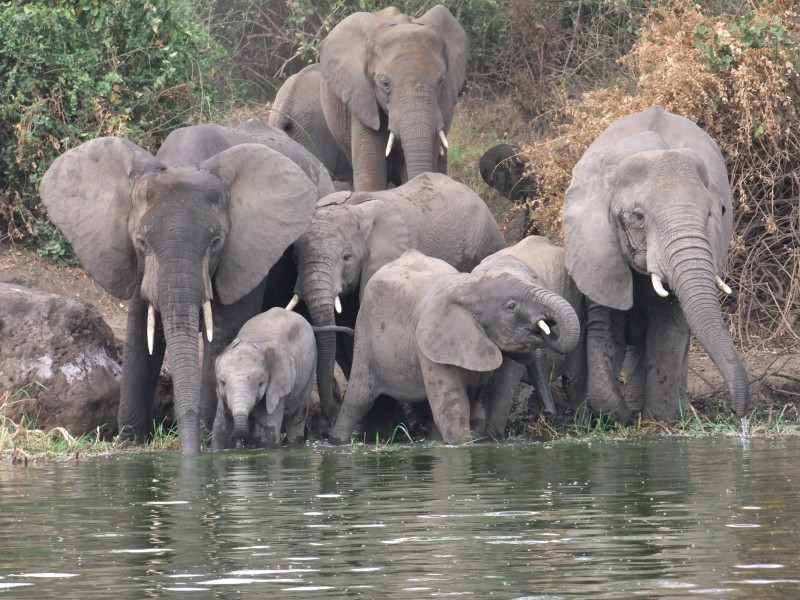 Elephants-kazinga