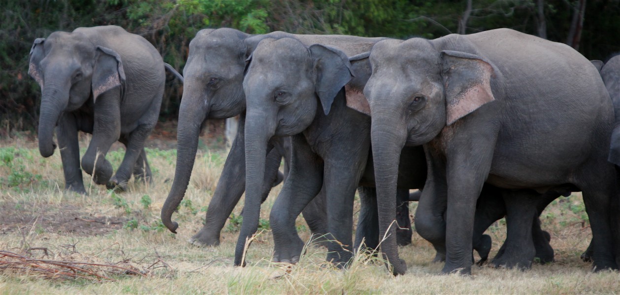 Elephants graze and drink from one of the last remaining water holes at Minneriya National Park. Wardens have chosen the - Flickr - Al Jazeera English