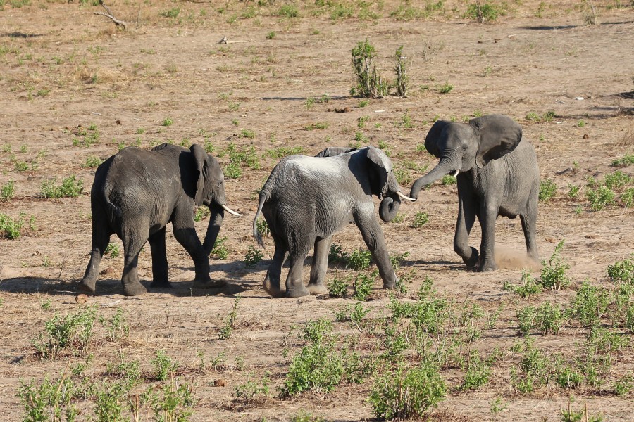 Elephants in Chobe National Park 03