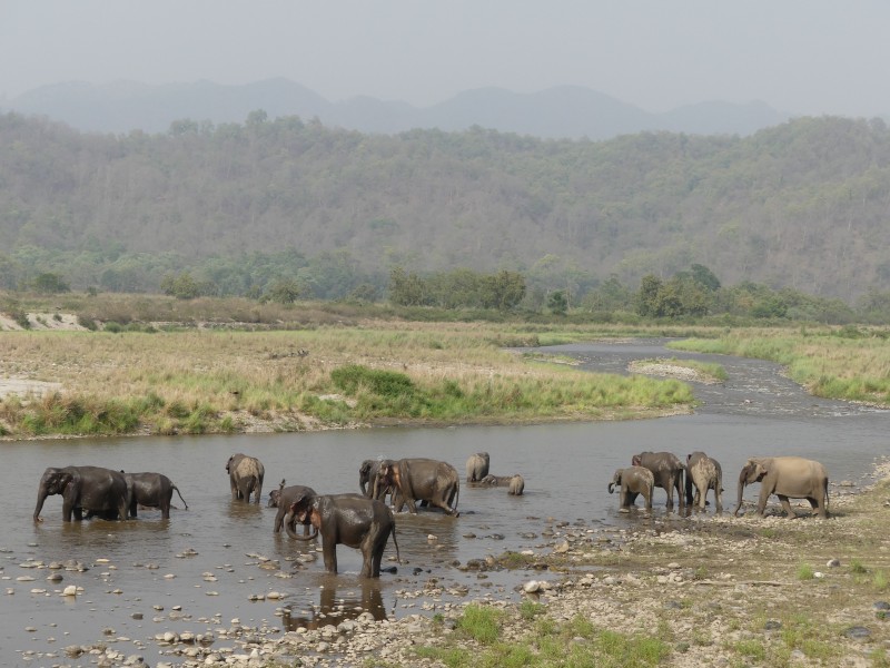 Elephants in Ramganga River, Corbett TR, June 2017, AJT Johnsingh. P1120858