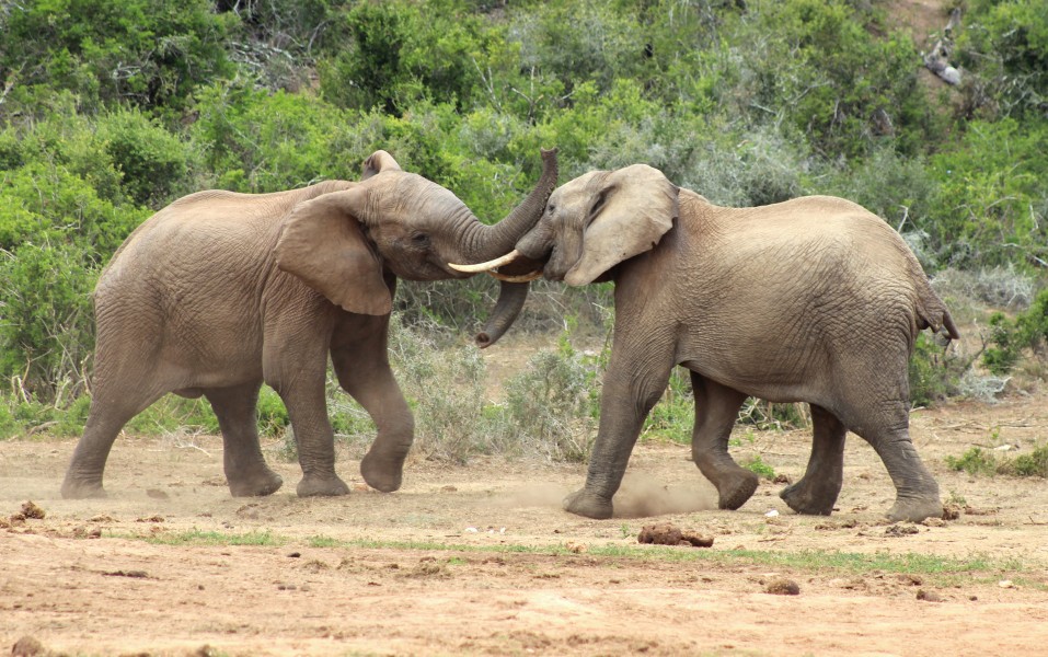 ElephantsTrunkWrestling