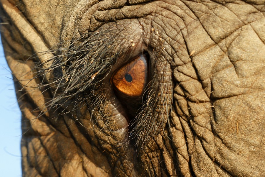 Elephas Maximus Eye Closeup