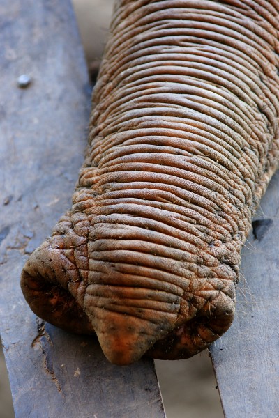 Elephas Maximus Trunk Closeup