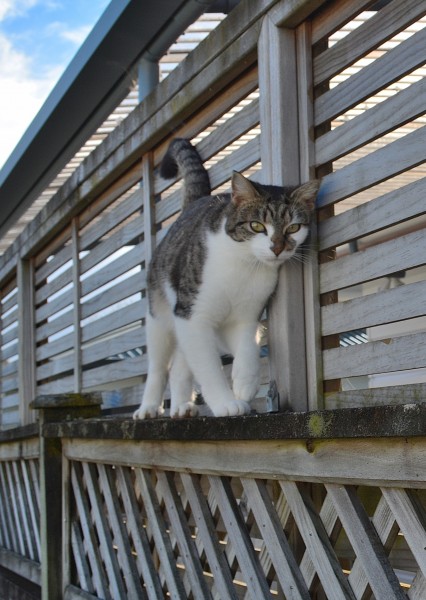 Ellie on the fence. (35518974410)