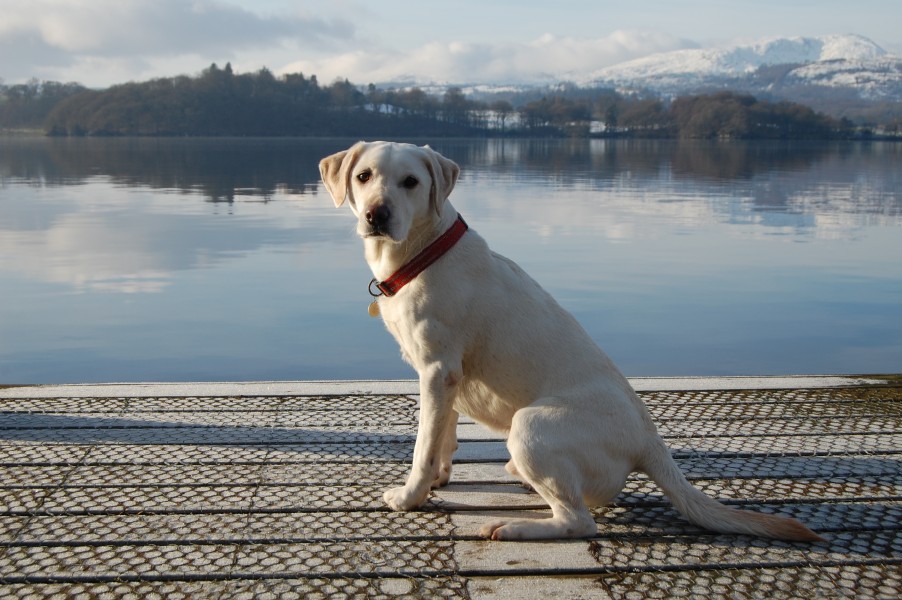 Elvis at the Langdale Chase-4246188402