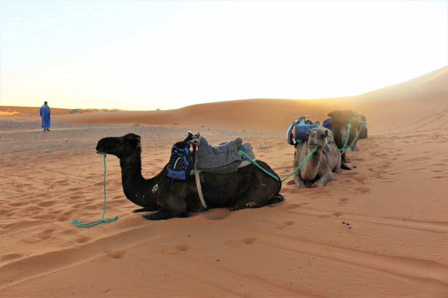 Em - Camelus dromedarius - 4