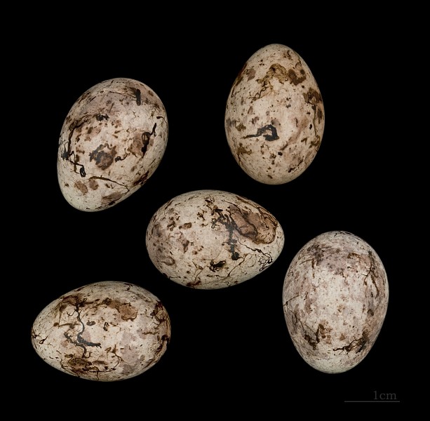 Emberiza calandra MHNT.ZOO.2010.11.217 Chiach Maroc-Naurois