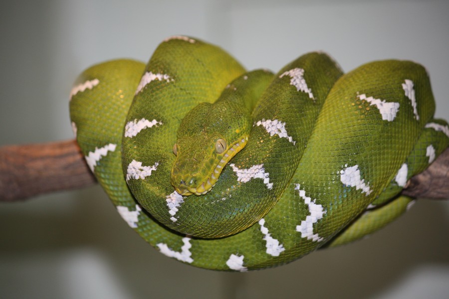 Emerald Tree Boa 003
