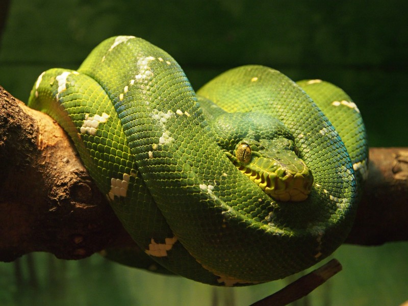 Emerald Tree Boa Corallus caninus