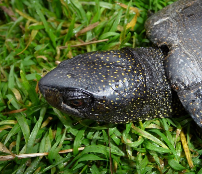 Emys orbicularis 2009 G3