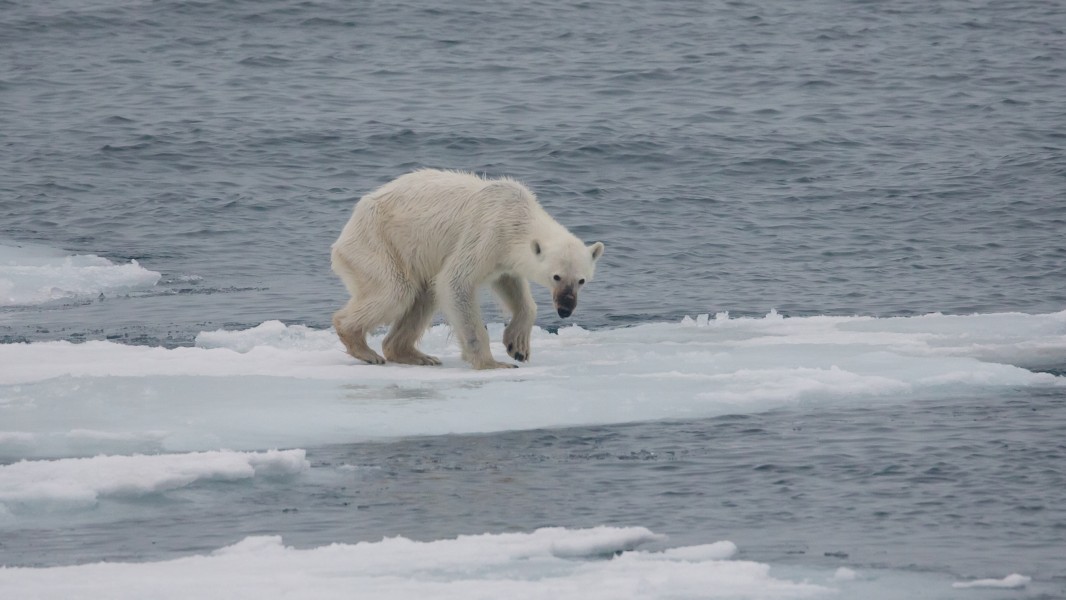 Endangered arctic - starving polar bear