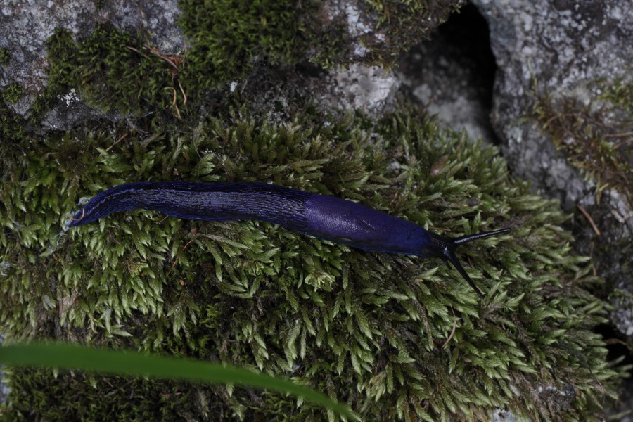 Endemic Carpathian blue slug from Slovakia - Blauschnegel (7621412346)