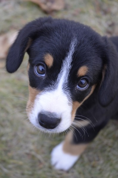 Entlebucher Puppy on lawn