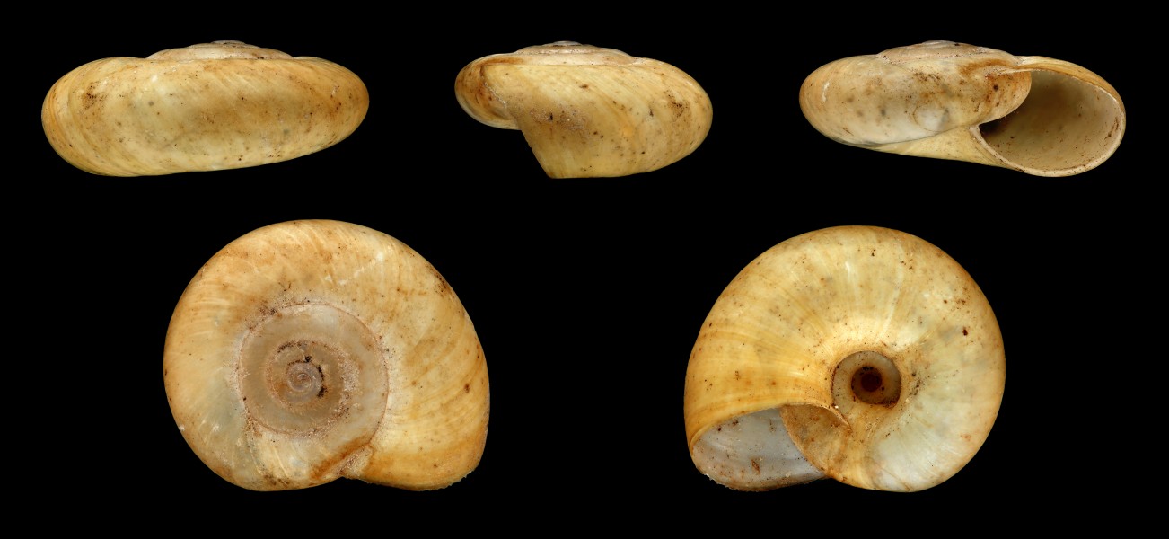 Eopolita protensa 01