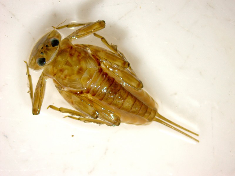 Epeorus sylvicola Lisinska1