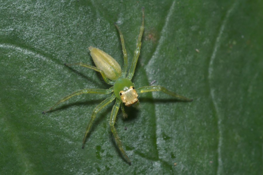 Epeus-Kadavoor-2016-04-05-002