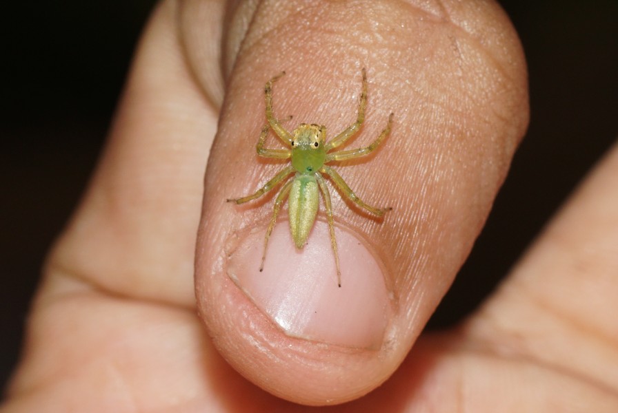 Epeus flavobilineatus 06179
