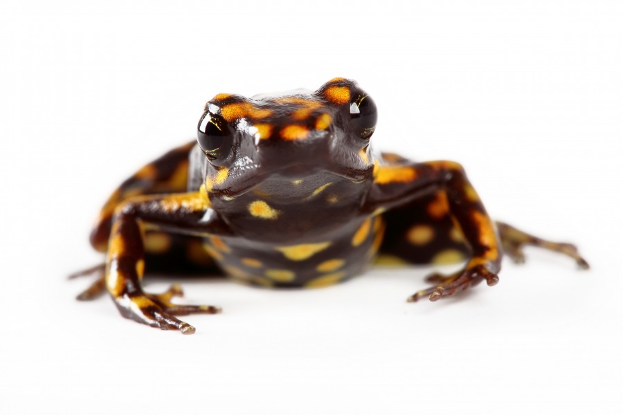 Epipedobates darwinwallacei (11750144123)