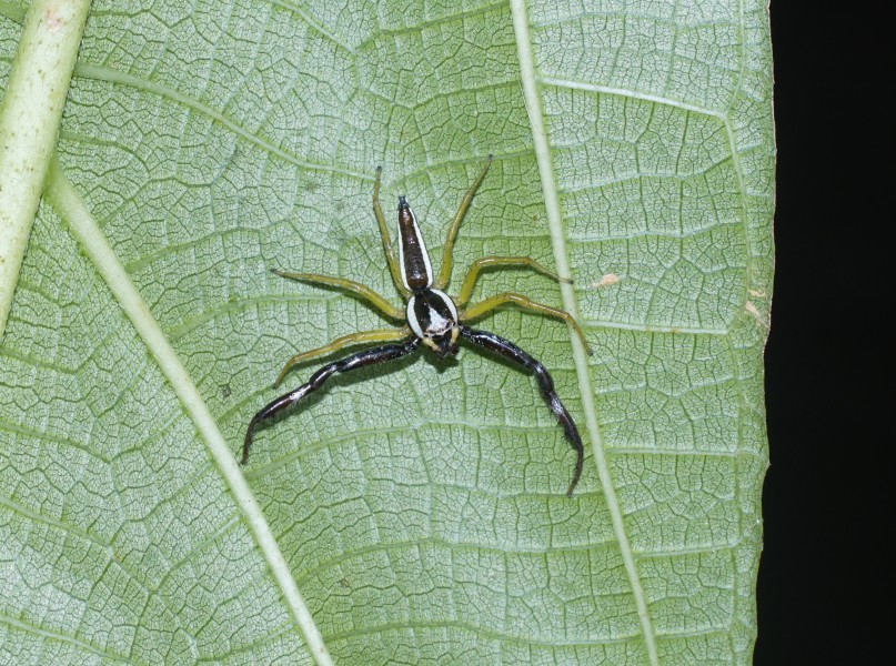 Epocilla sp 2565 (cropped)