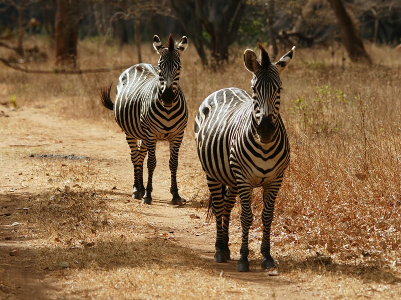 Equus quagga boehmi (couple)
