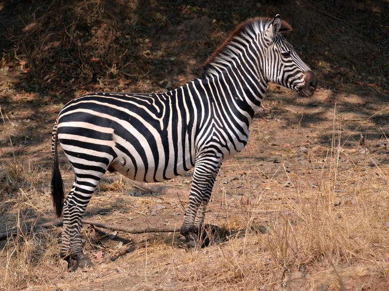 Equus quagga boehmi (male)