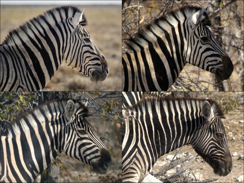 Equus quagga burchellii (Black-on-white or white-on-black)