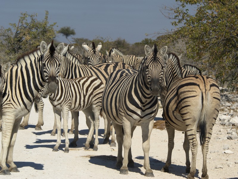 Equus quagga burchellii (group)