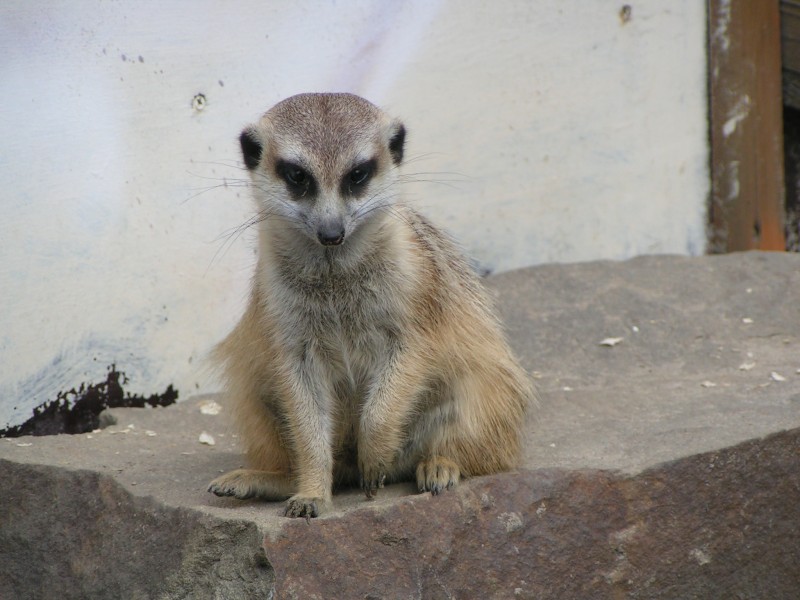 Erdmännchen1
