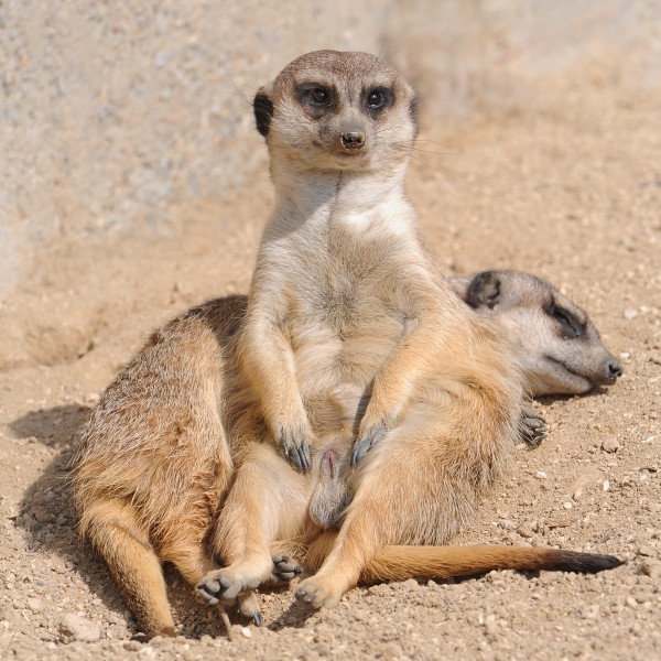 Erdmännchen, Suricata suricatta 1
