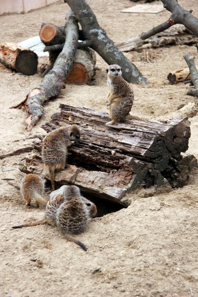 Erdmännchen Zoo Neuwied (2013-04-16 a)