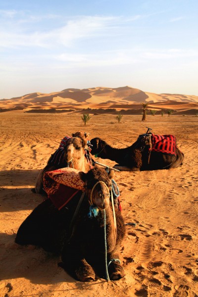 Erg Chebbi Dunes Camel LL