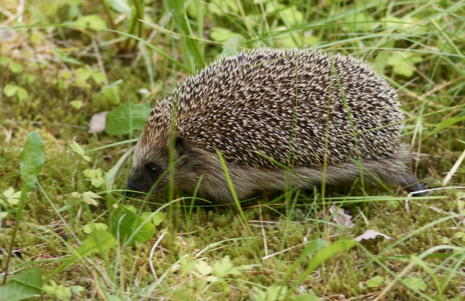 Erinaceus europaeus 4