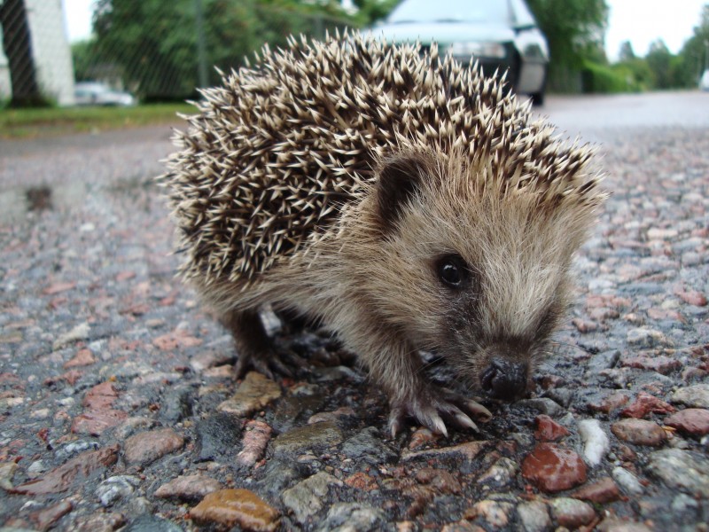 Erinaceus europaeus in Avesta 04