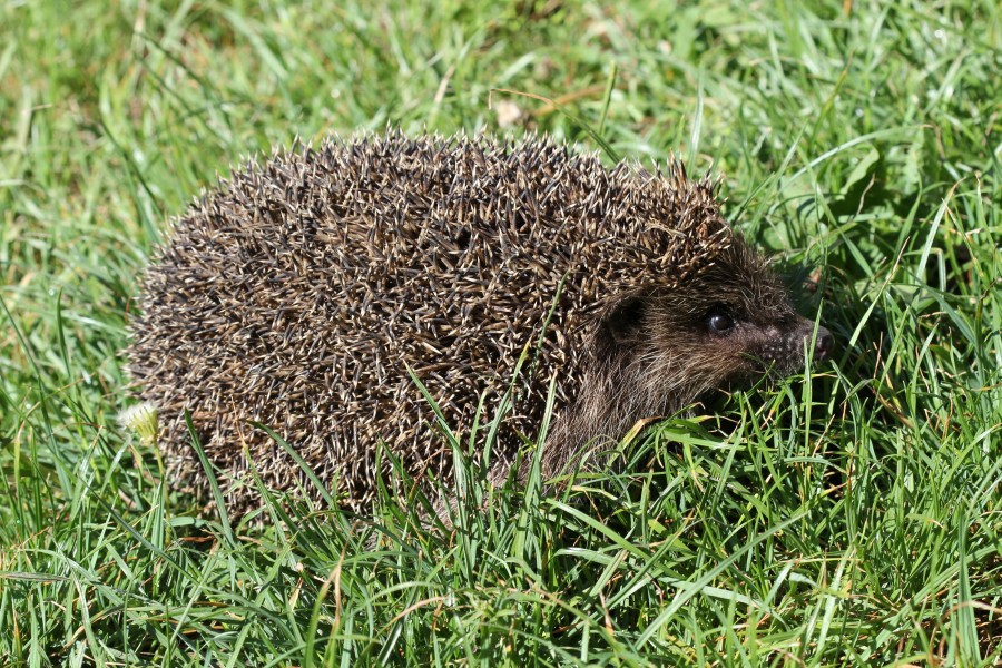 Erinaceus roumanicus 2013 G2
