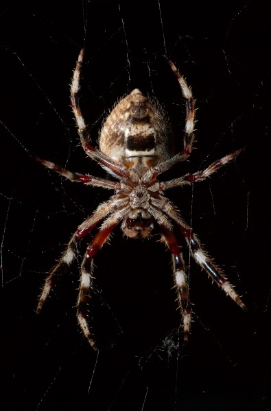 Eriophora transmarina underside at night