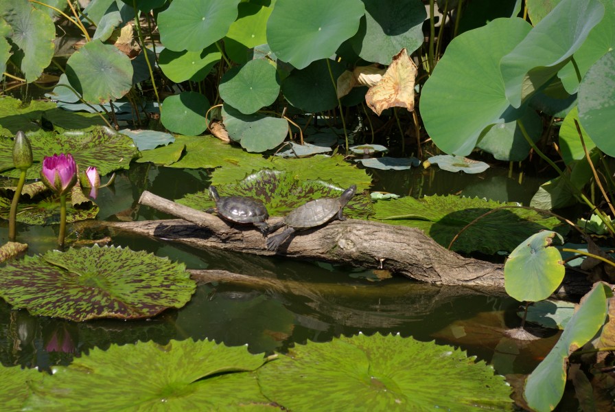 Erlangen Botanischer Garten Schildkroeten 001
