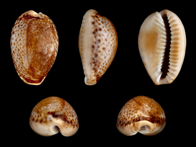 Erosaria spurca 01