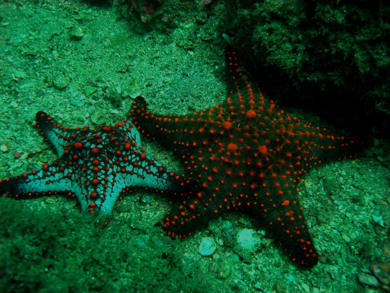 Estrela do Mar Igor