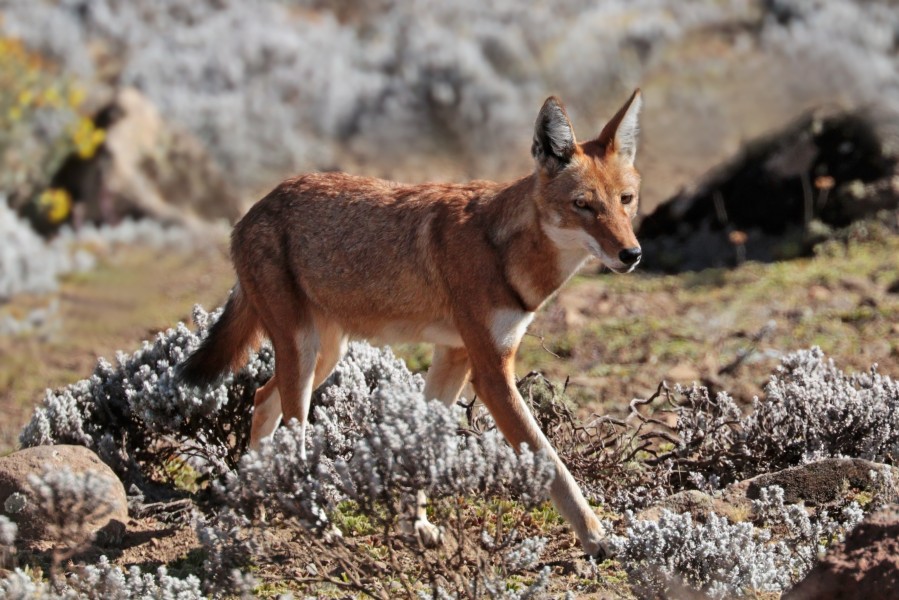 Ethiopian wolf (Canis simensis citernii)