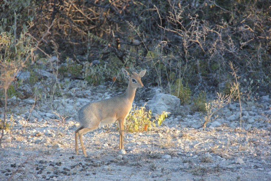 Etosha (18616901784)