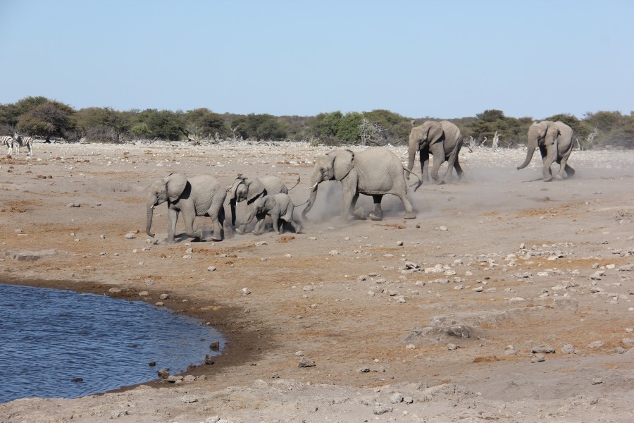 Etosha (19075371489)