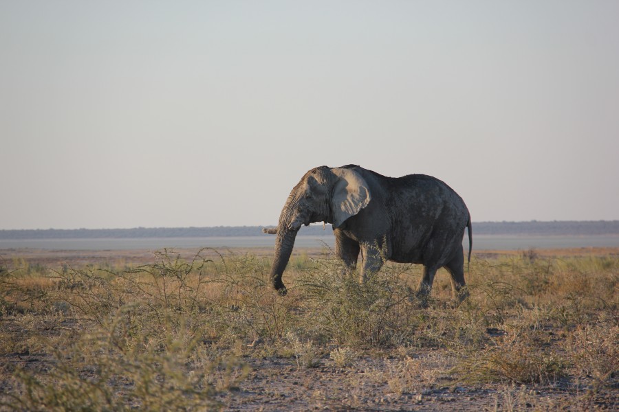 Etosha (19230611392)
