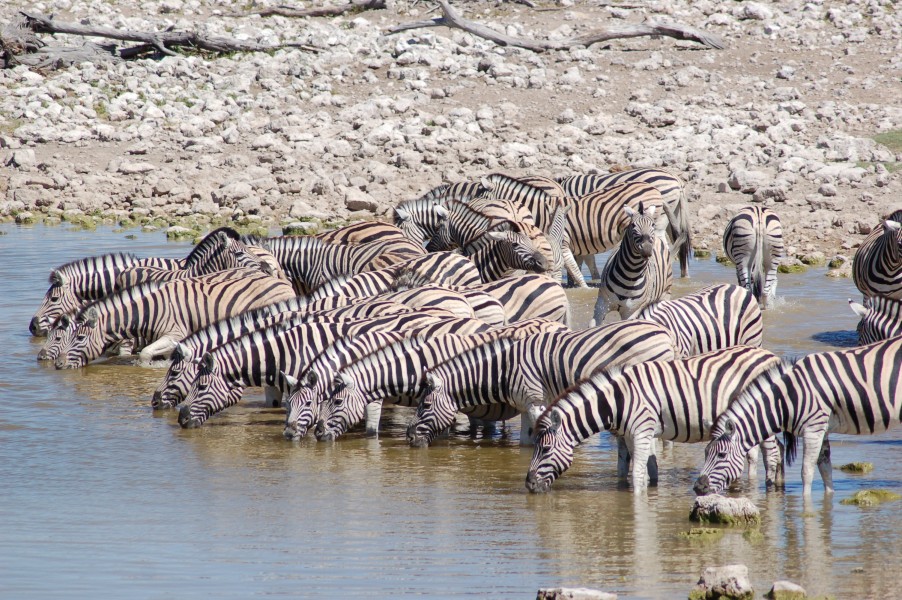 Etosha National Park, Namibia (2942035306)