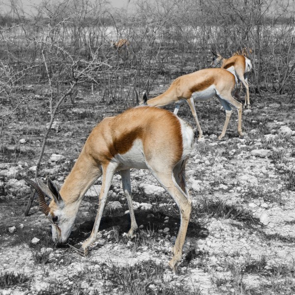 Etosha Springbock