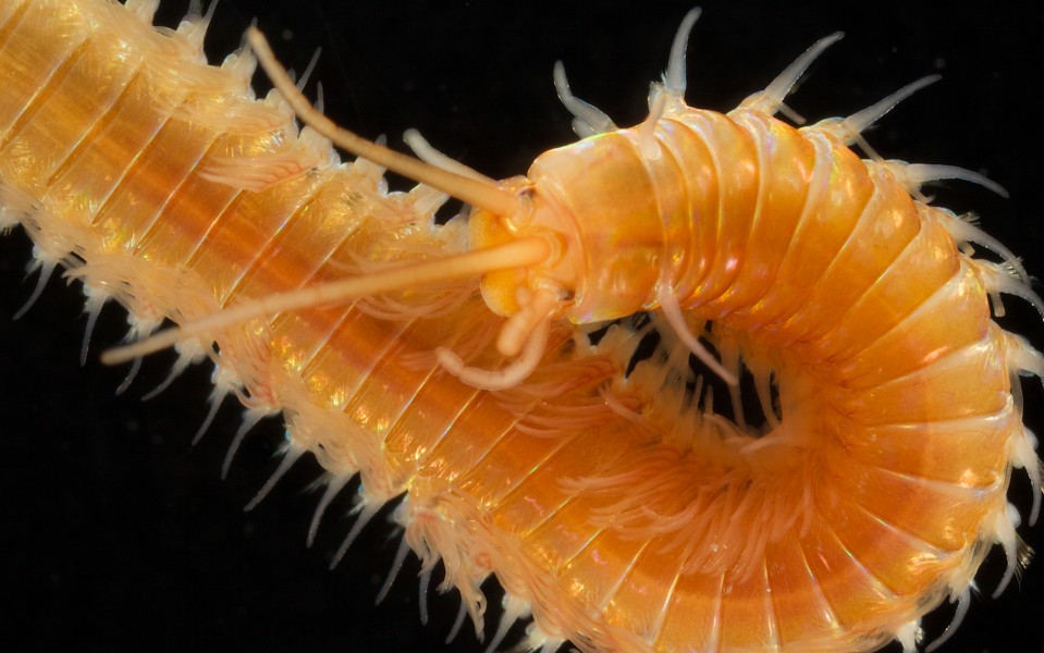 Eunice pennata