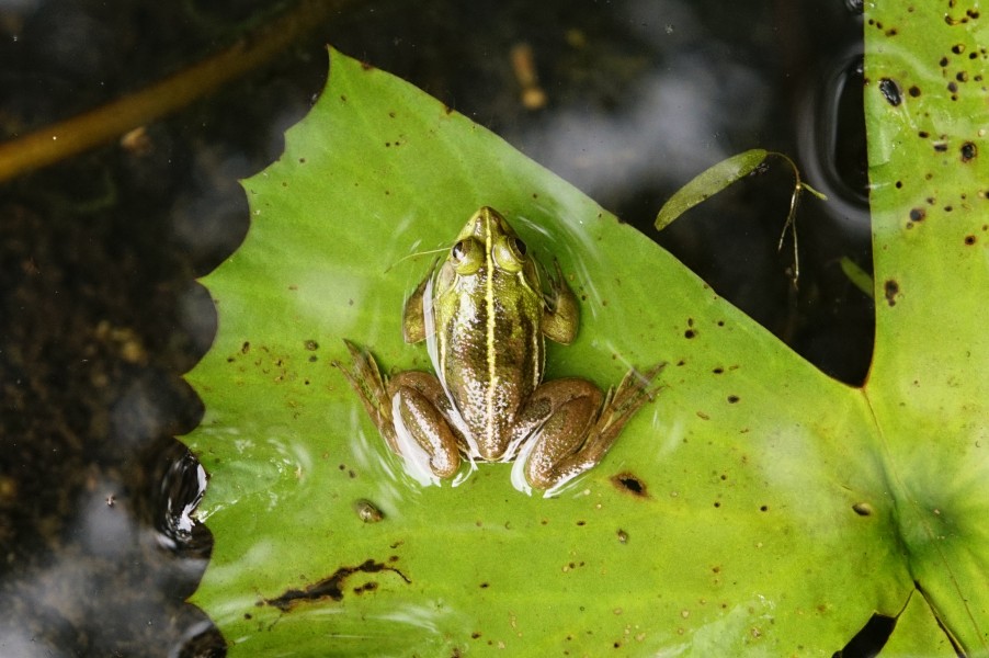 Euphlyctis hexadactylus 3427