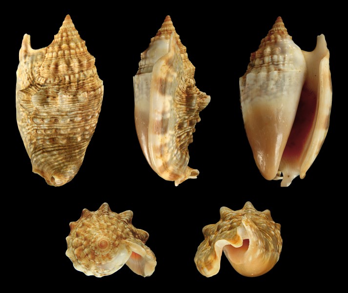 Euprotomus aurisdianae 01