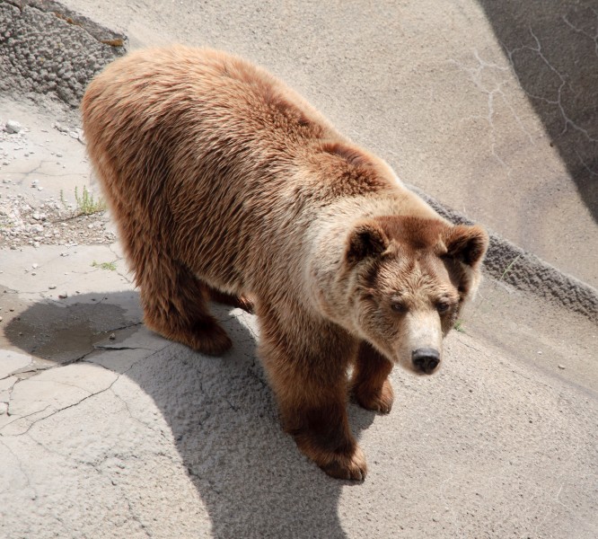 Eurasian brown bear