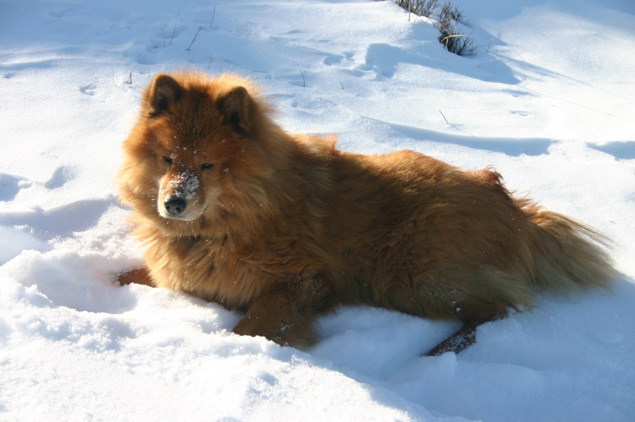 Eurasier 001