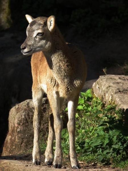 Europäischer Mufflon Jungtier Wildpark Pforzheim